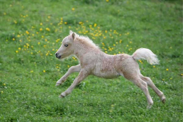 Die kleinsten Pferde der Welt - Falabella rennt auf Gras