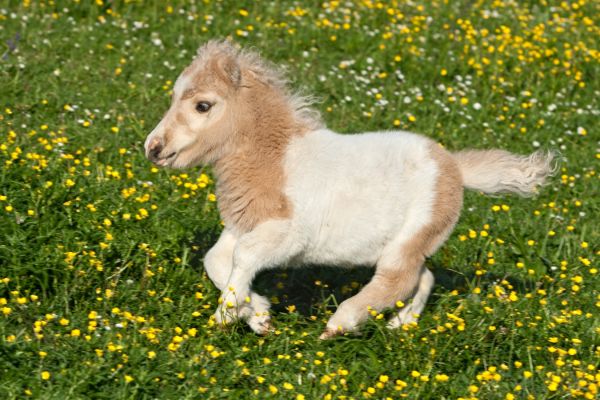 Die kleinsten Pferderassen der Welt: Falabella rennt auf Gras