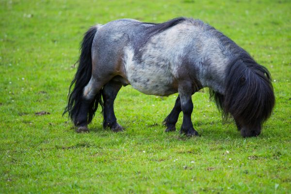 Die kleinsten Pferderassen der Welt: Shetlandpony steht auf Gras