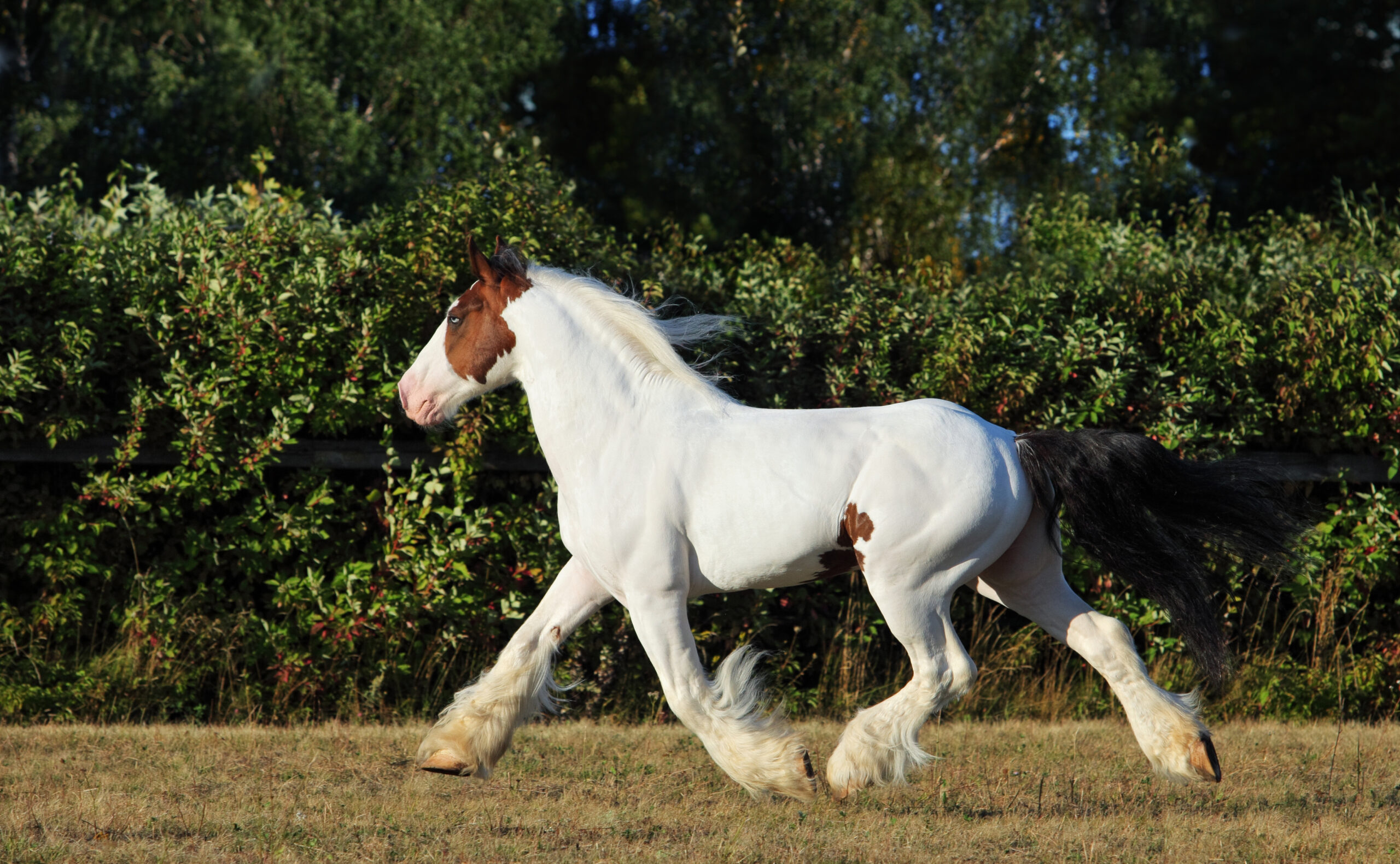 Drum Horse trabt über eine Wiese