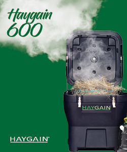 Pferd hustet: Haygain Produkt