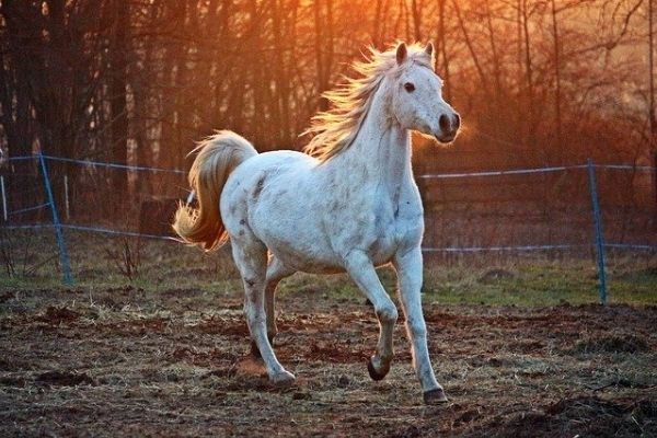 Eiliges Pferd kontrollieren: Weißes Pferd auf einer Wiese 