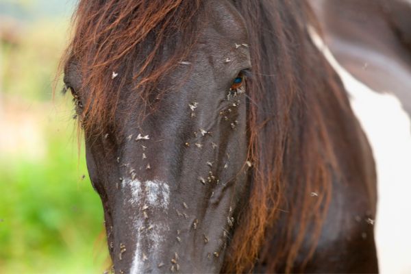 Ektoparasiten Pferd: Pferdekopf mit vielen Fliegen.