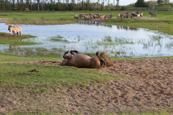 Ektoparasiten Pferd: Pferd wälzt sich an einer Wasserstelle.