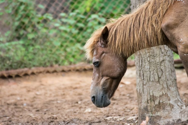 Ektoparasiten beim Pferd – Arten, Symptome & Behandlung