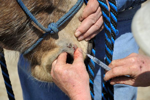 Equines Sarkoid: Dem Pferd wird etwas in in die Lippe gespitzt.