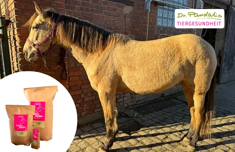 Erfahrungen mit Dr. Pandalis