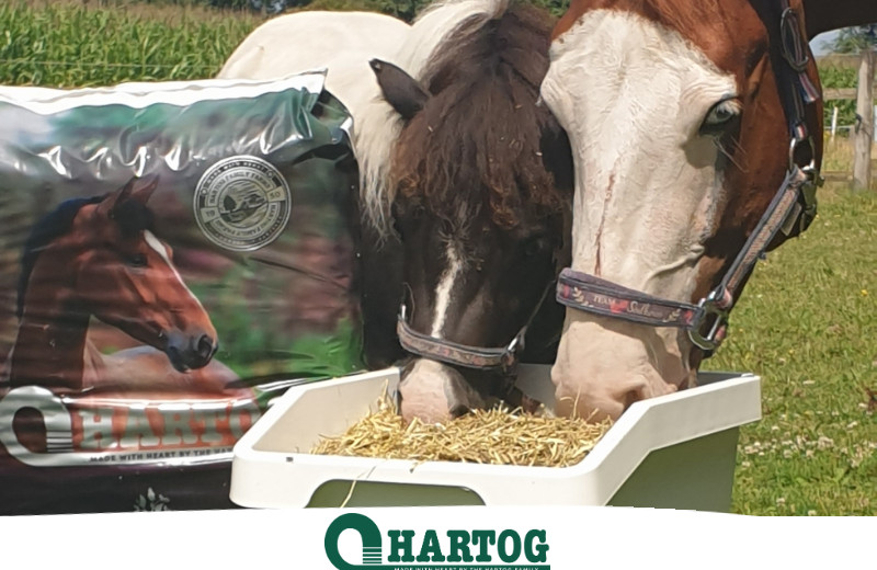 Erfahrungen mit dem Hartog Comfort