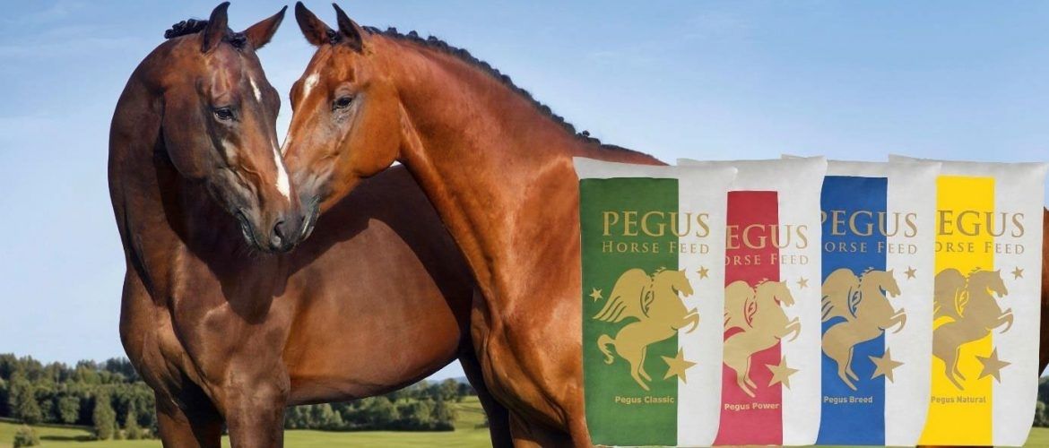 Erfahrungen Pferdefutter Pegus Horse Feed