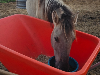 Erfahrungen mit SPEED CLINIC 0126