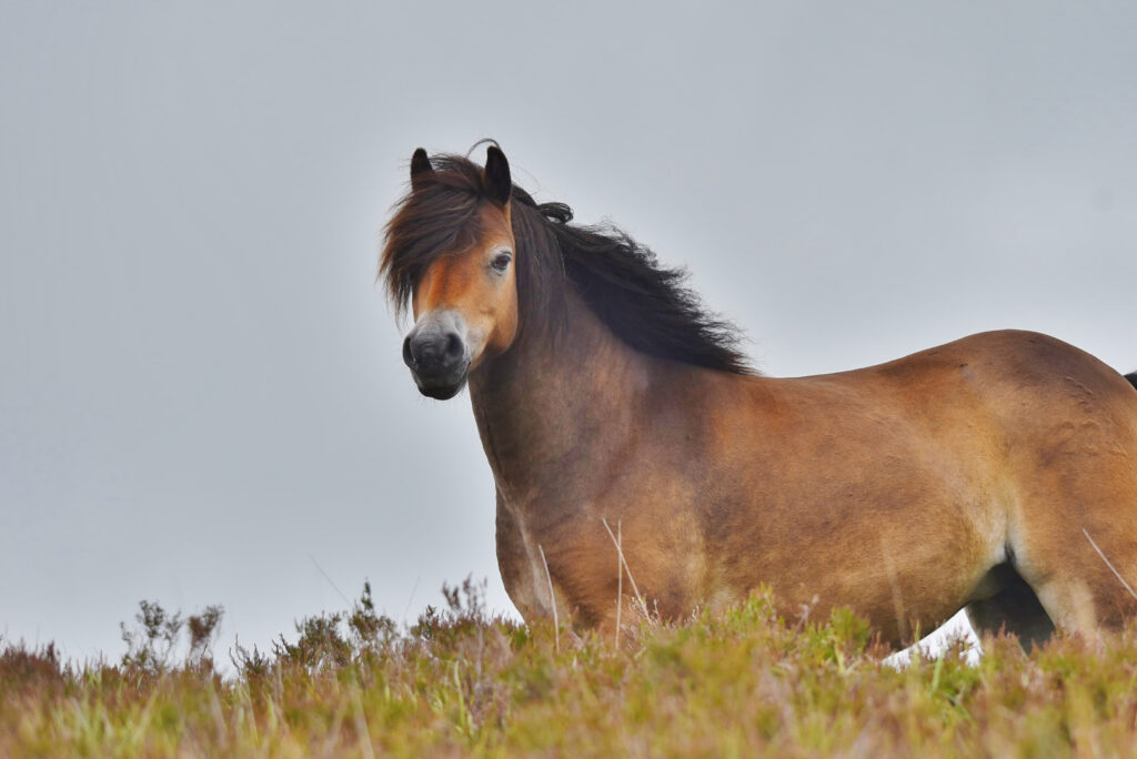 Exmoor Pony auf einer Wiese