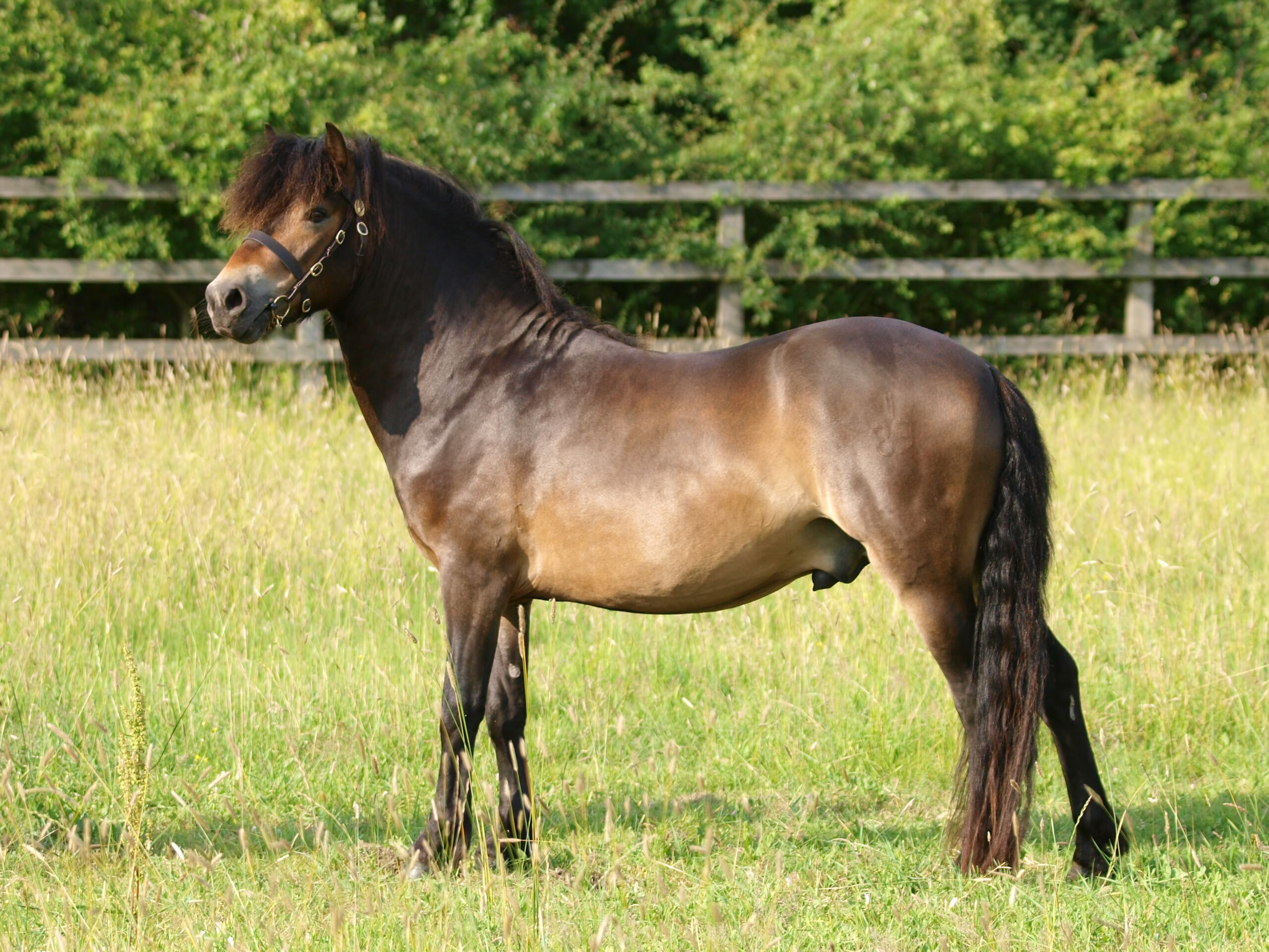 Exmoor Pony