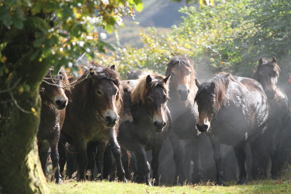 Exmoor Pony Herde