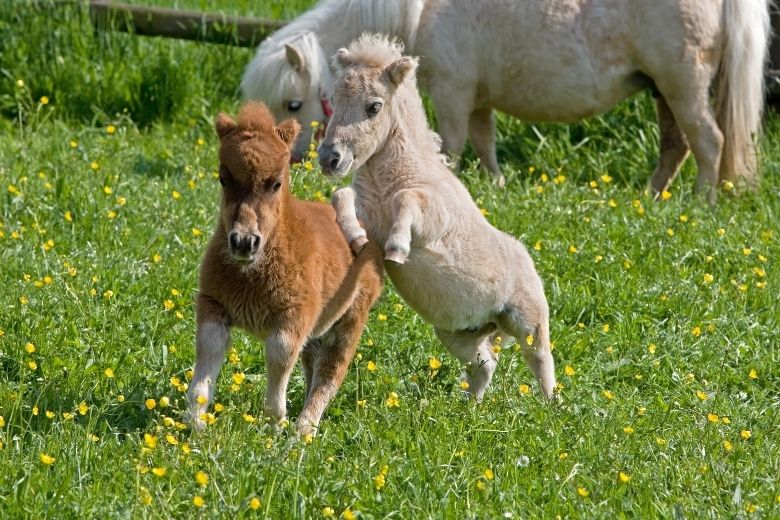 Falabella