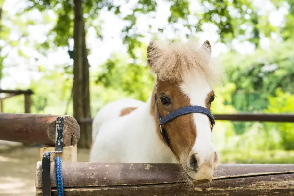 Falabella, kleinste Pferderasse der Welt