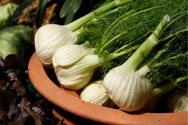 Fenchel für das Pferd