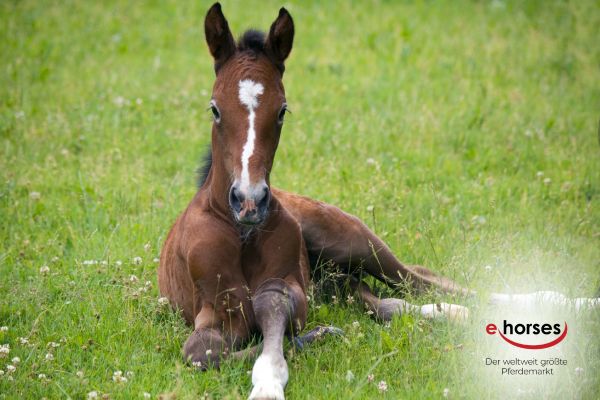 Fohlen auf ehorses boomen. Fohlen liegt im Gras, daneben ehorses Logo