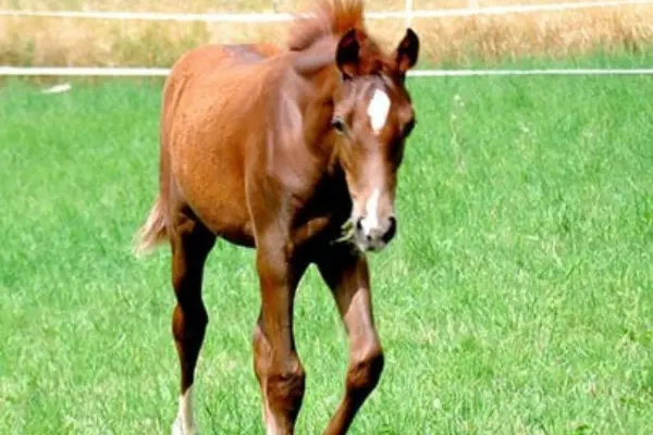 Fohlen-der-woche-040326 Cello (1)