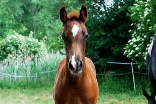 Fohlen-der-woche-040326 Cello (2)