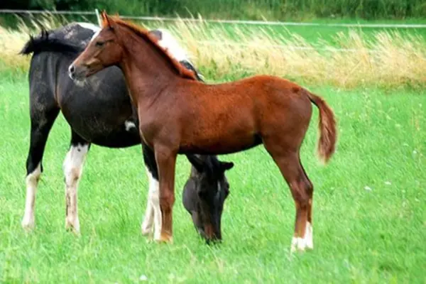 Fohlen-der-woche-040326 Cello