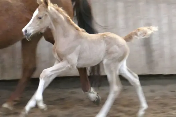 Fohlen-der-woche-040326 Marilyn (1)