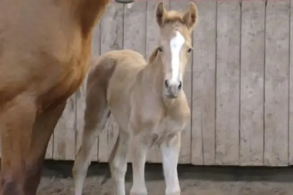 Fohlen-der-woche-040326 Marilyn (3)