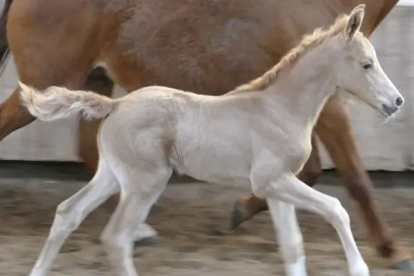 Fohlen-der-woche-040326 Marilyn