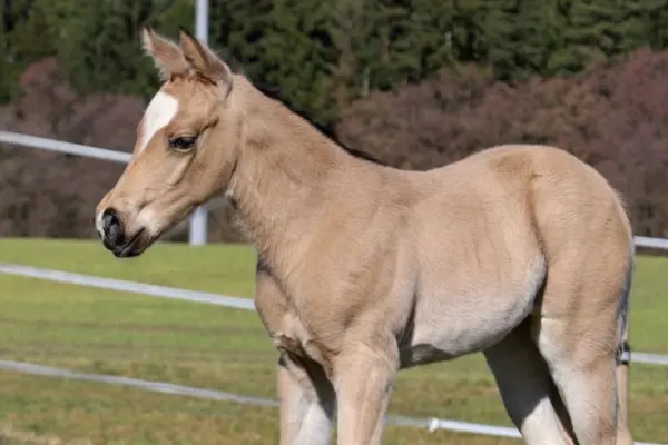 Fohlen-der-woche-040326 ice cool (1)