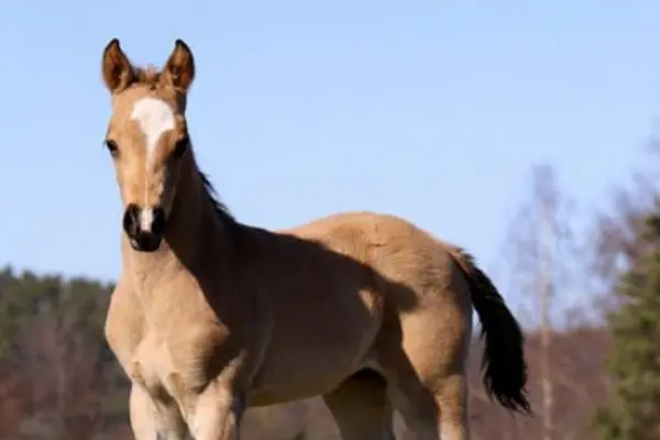 Fohlen-der-woche-040326 ice cool (2)