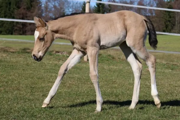 Fohlen-der-woche-040326 ice cool