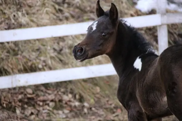Fohlen-der-woche-120326 Arabisches Partbred