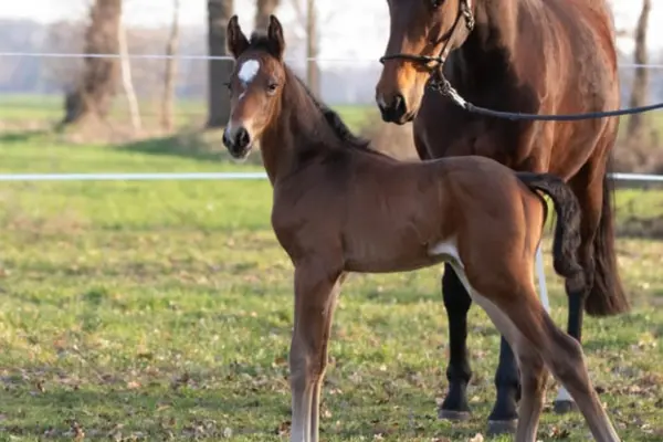 Fohlen-der-woche-120326 Ser Arno M (1)