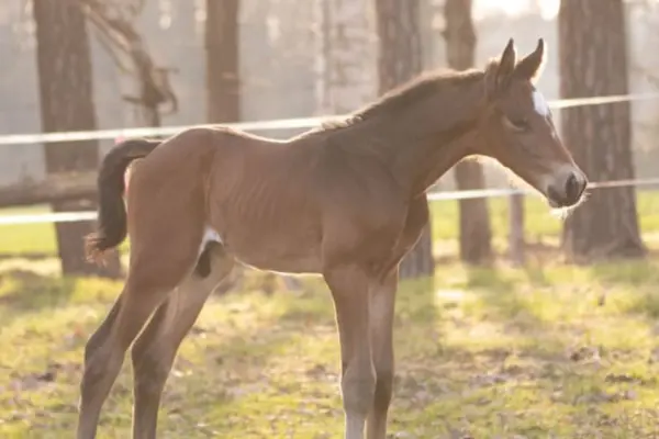 Fohlen-der-woche-120326 Ser Arno M (2)