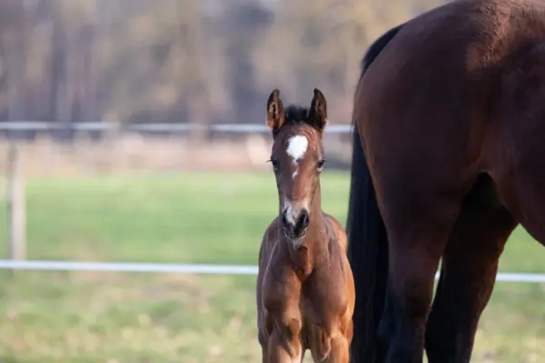 Fohlen-der-woche-120326 Ser Arno M
