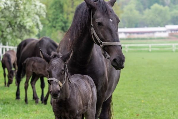 Fohlenaufzucht: Fohlen mit Stute auf einer Weide.