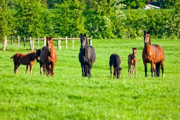Großpferde Große Pferderassen im Überblick ehorses Magazin