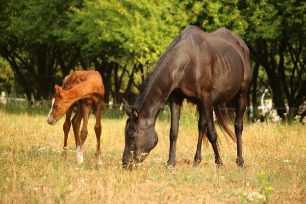 Fohlenaufzucht: Stute mit Fohlen auf einer Wiese.