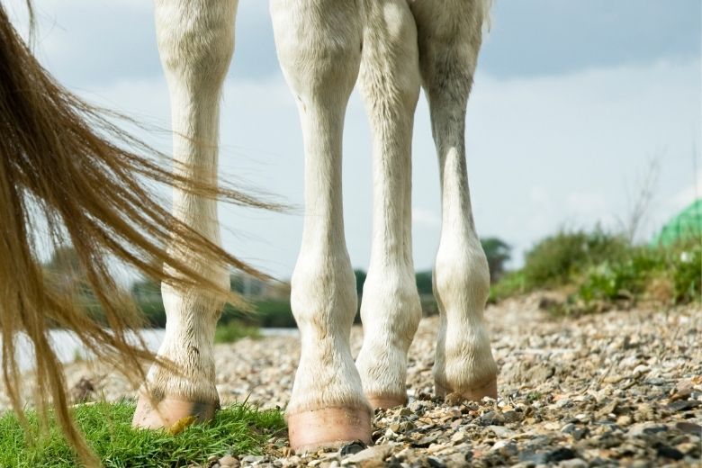 Fohlenhufe und ihre Entwicklung ehorses Magazin