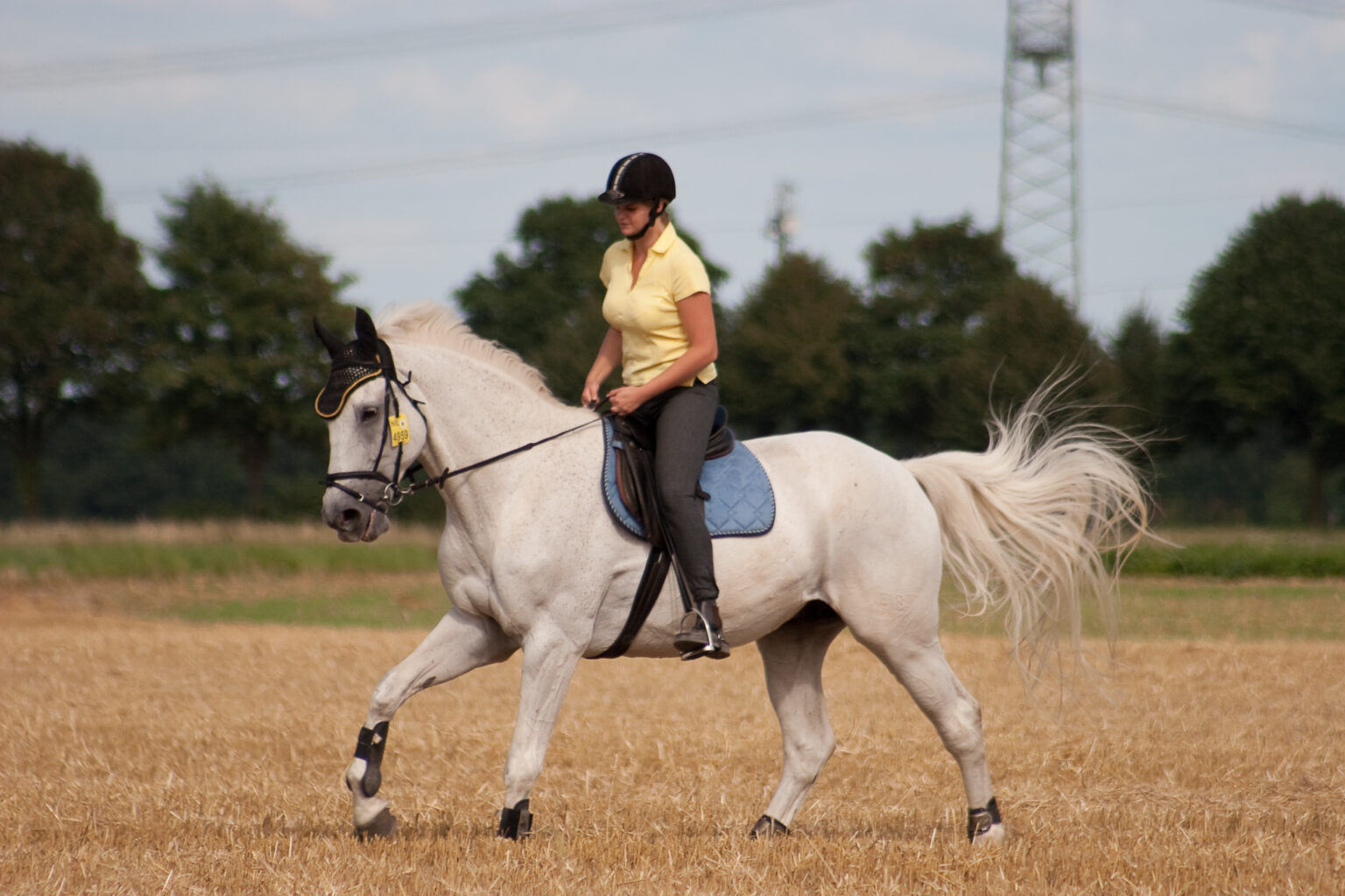 Freizeitreiten als Reitsportdisziplin im Portrait | ehorses.de