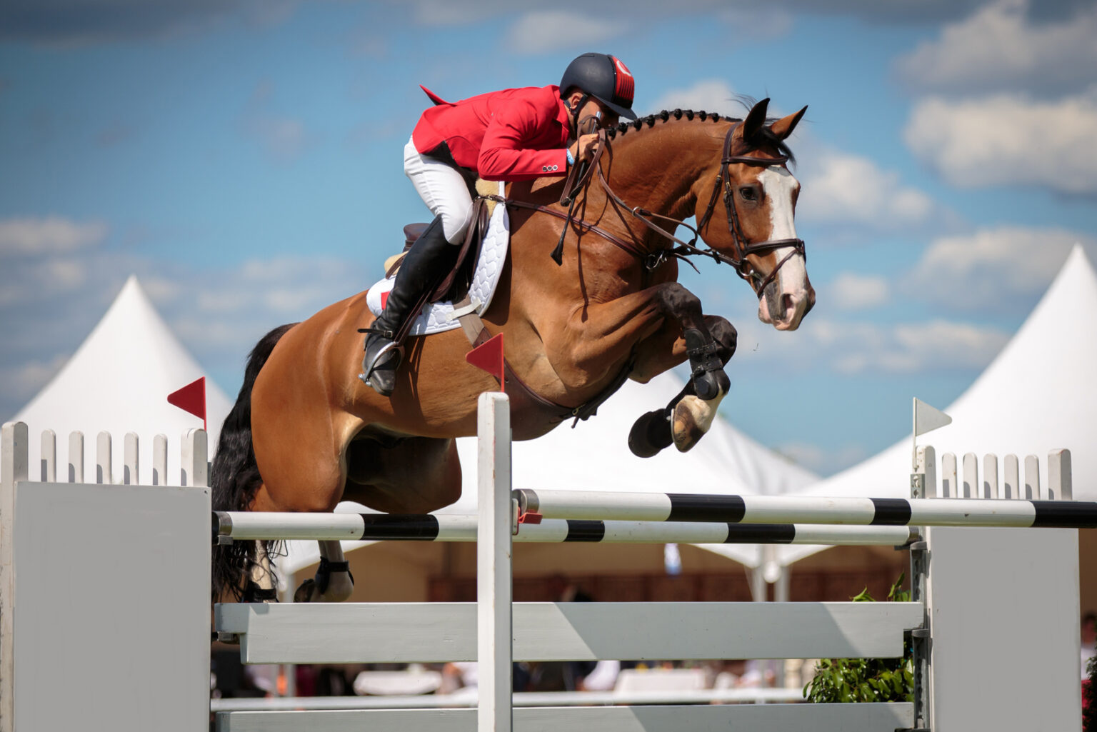 Springreiten ehorses Magazin