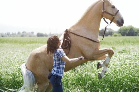 Fotoshooting Pferd Ideen: Pferd steigt auf Kommando.