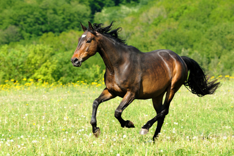 Großer Fotowettbewerb: ehorses sucht das schönste Pferdebild des Jahres!