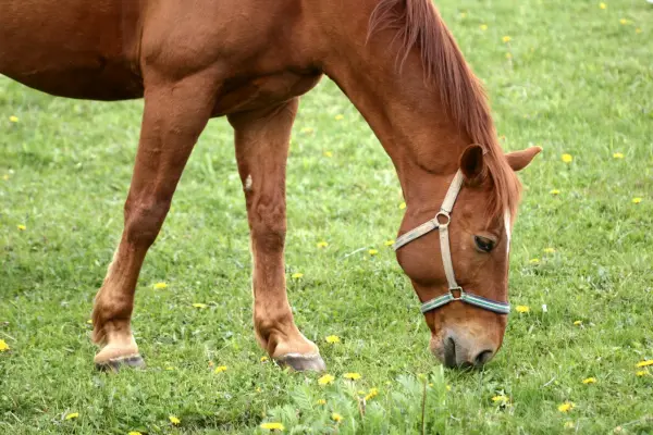 Ein Pferd ist am grasen