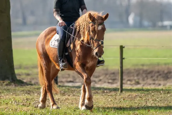 Freizeitpferde-der-Woche 120326 Alessa