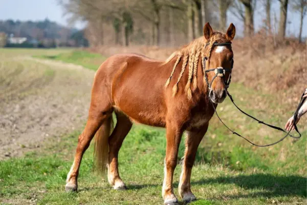Freizeitpferde-der-Woche 120326 Alessa (1)
