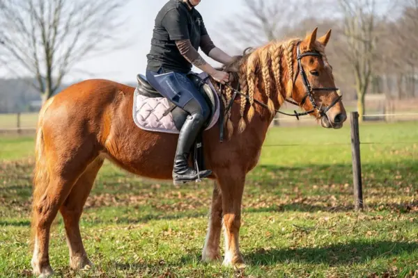 Freizeitpferde-der-Woche 120326 Alessa (2)