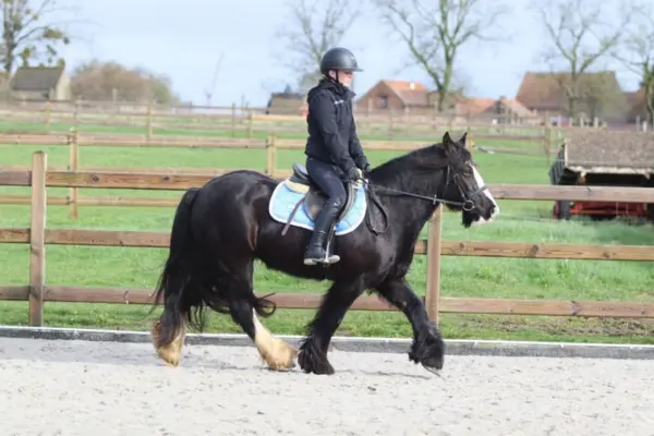 Freizeitpferde-der-Woche 120326 Flagon (1)