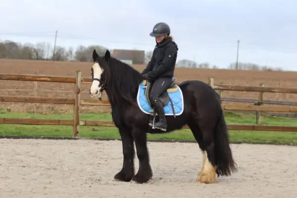 Freizeitpferde-der-Woche 120326 Flagon (2)