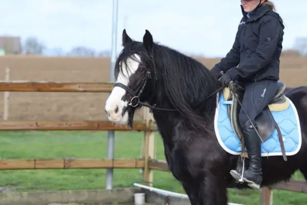 Freizeitpferde-der-Woche 120326 Flagon
