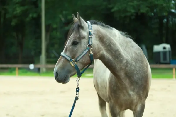 Freizeitpferde-der-Woche 120326 Oli (1)
